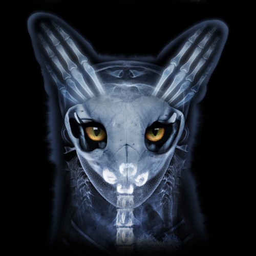 Galantis